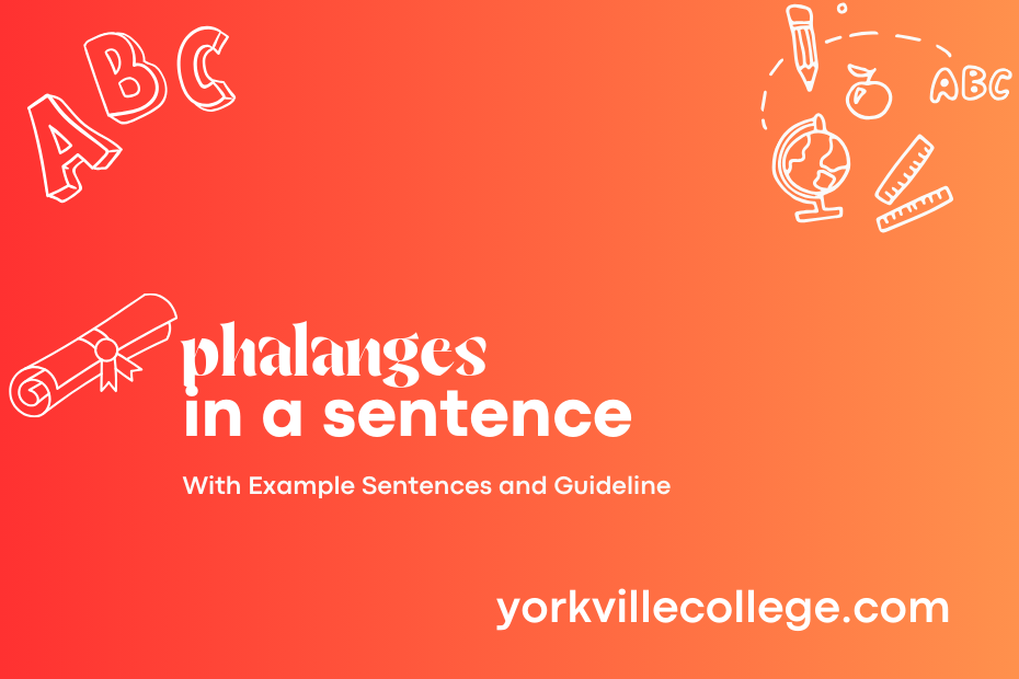 phalanges in a sentence